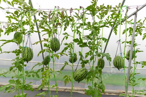 Preview: Agricultural industry of watermelon cultivation in greenhouses