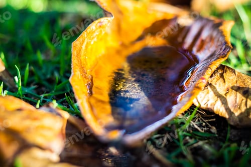 Preview: leaves