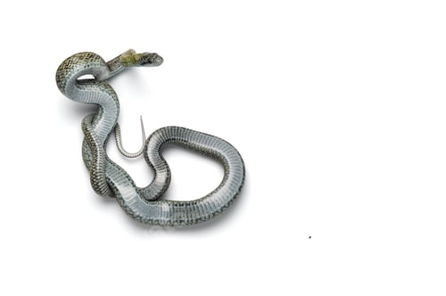 Preview: The Japanese rat snake isolated on white background