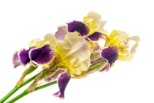 Preview: Yellow and Purple Iris Flowers Isolated on White