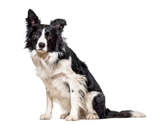 Preview: Black and white Border collie Dog sitting in front of the camera, cut out
