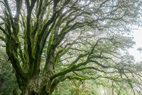 Preview: Moss covered oak tree
