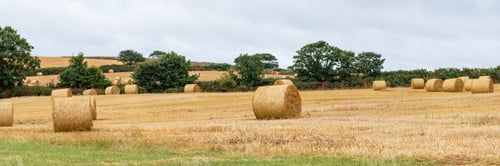 Preview: Hay rolls in the field