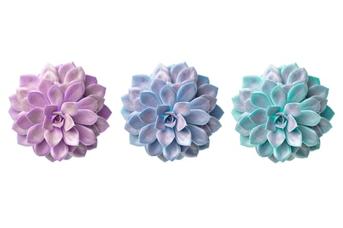 Preview: Three succulent plant isolated on white