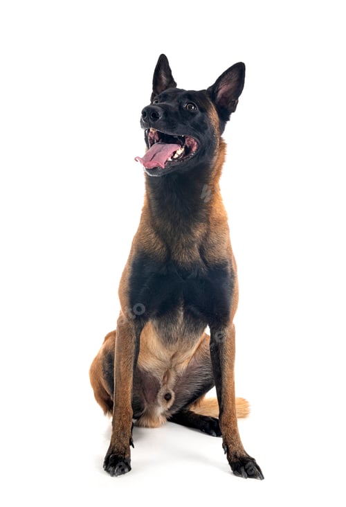 Preview: malinois in studio