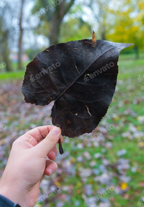 Preview: Hand Holding Big Black Dry Leaf In The Park