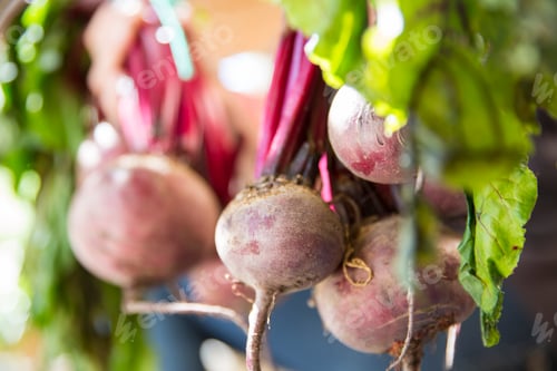 Preview: Bunch of fresh beetroot in garden