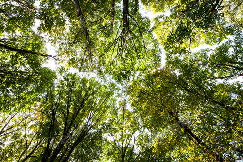 Preview: Nature. Green forest. Tree with green Leaves and sun light. Bottom view background