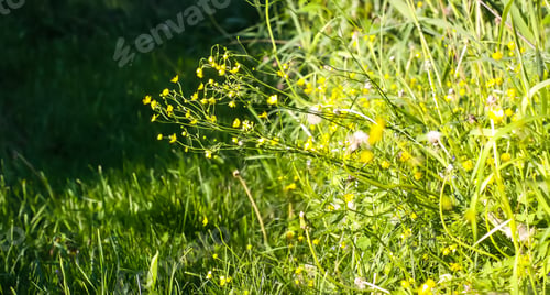 Preview: Field of green grass and wildflowers.