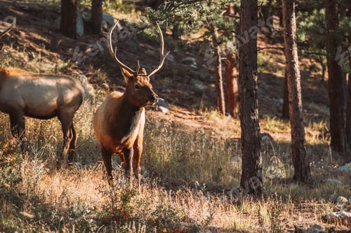 Preview: Elk in Rocky Mountain National Park
