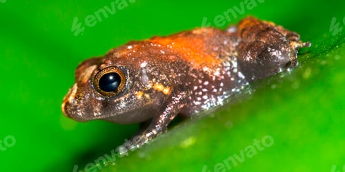 Preview: Tropical Frog, Tropical Rainforest, Costa Rica