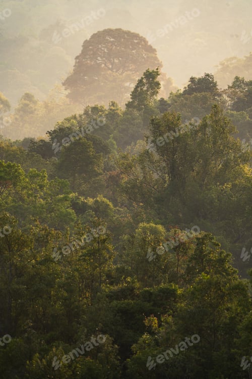 Preview: Earth Day eco concept with tropical forest background, natural forestation preservation scene