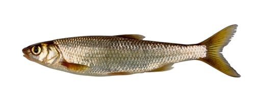 Preview: Common dace