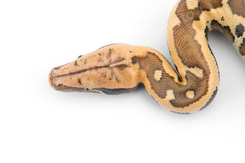 Preview: Sumatran Short Tail Python isolated on white background