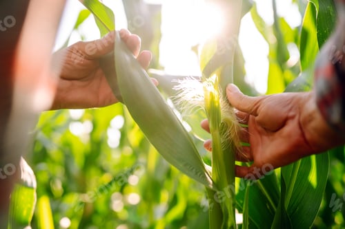 Preview: Farmer agronomist standing in green field, holding corn leaf in hands and analyzing maize crop.