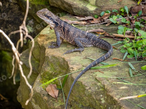 Preview: Agama Lizard in Royal national park, Australia