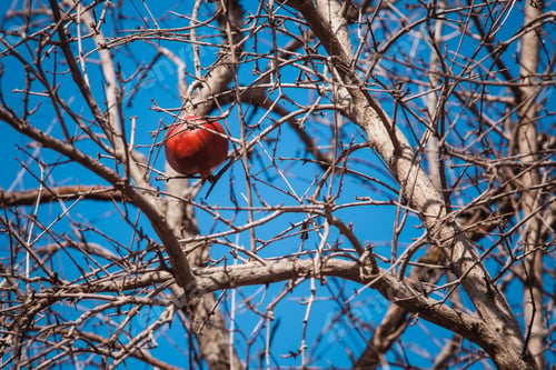 Preview: The Red Dried Pomegranate On Tree Against Blue Sky