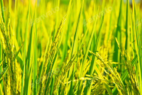 Preview: Close up image of Rice fields