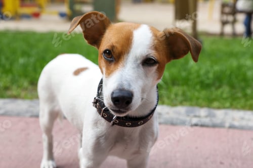 Preview: Beautiful Jack Russell Terrier in black leather dog collar outdoors