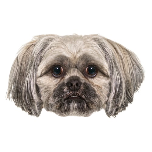 Preview: Close up of adorable lhasa apso dog showing sweet expression