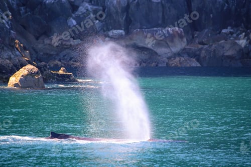 Preview: A humpback whale spouting in the waters of Resurrection Bay in Alaska