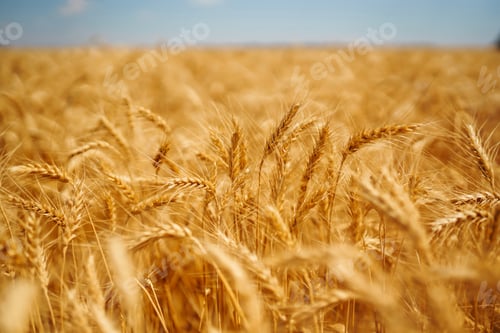 Preview: Background of ripening ears of wheat field, blue sky. Close up photo of nature. Agriculture concept.