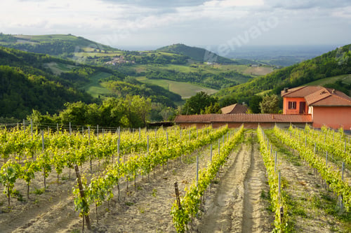 Preview: Vineyards in Oltrepo Pavese, italy, at springtime