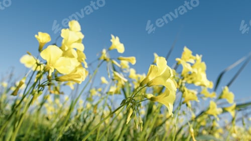 Preview: Yellow Little Sorrel Flowers In The Park Field