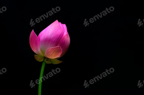 Preview: Lotus flower isolated against the black background. Beautiful Pink Lotus flower bud in blooming.