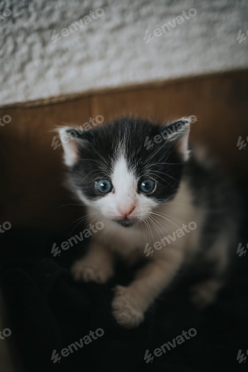 Preview: Vertical shot of a cute newborn kitten with blue eyes sitting on a blanket
