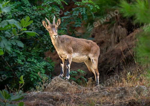 Preview: Wild goat in lush greenery
