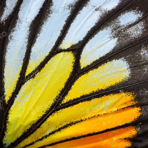 Preview: yellow and orange butterfly wing
