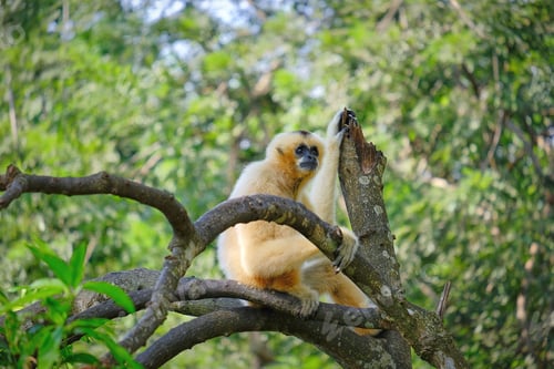 Preview: Close-up shot of a Gibbon perched on a tree branch in a lush, green forest