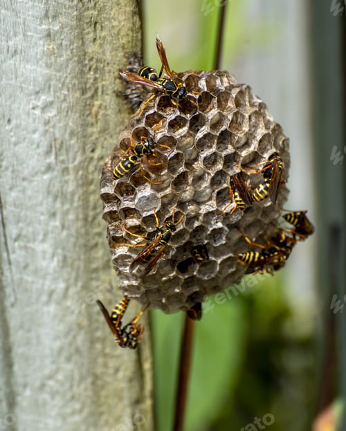 Preview: Vertical shot of Asian paper wasps walking around on their nest