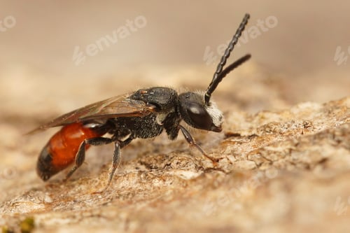 Preview: Closeup on a male , colorful cleptoparasite red blood bee , Sphecodes, sitting on a piece of wood