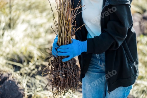 Preview: Volunteer at tree planting in nature