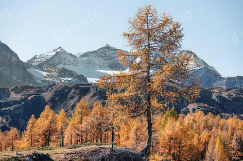 Preview: Colorful larch trees in autumn in the Swiss Alps