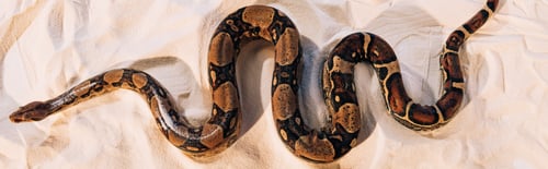 Preview: Top view of twisted python on sand, panoramic shot