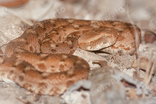 Preview: Close-up shot of a brown snake coiled atop a rocks and dry, autumn leaves in a rural field setting