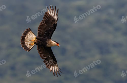 Preview: A Crested Caracara in the Rainforest