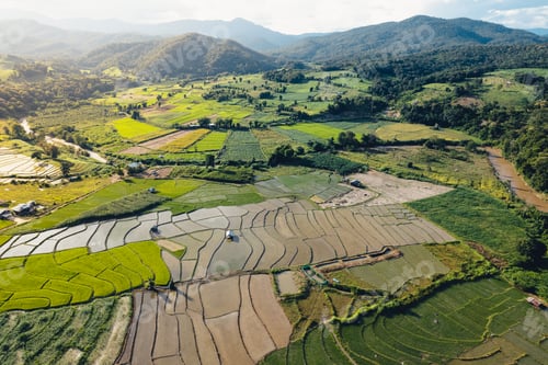 Preview: Green Rice field with evening light