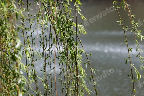 Preview: Weeping Willow In Springtime -Photograph Of New Springtime Growth On A Weeping Willow Tree With A