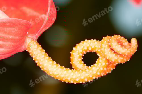 Preview: Close up of a Red Anthurium Flower