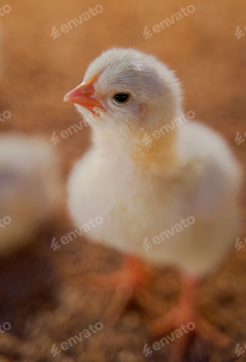 Preview: Vertical closeup shot of an adorable baby broiler chick on a farm