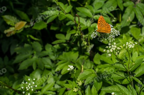 Preview: top view of Brenthis daphne butterfly wings on a white wild carrot flower