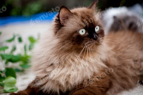 Preview: Persian cat eating favorite cat grass on concrete floor