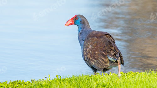 Preview: Purple Swamphen at Water's Edge