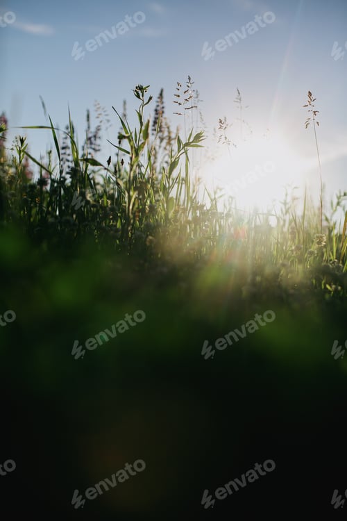 Preview: Beautiful fresh green grass in sunlight closeup. Spring or summer morning in meadow. Calm scene