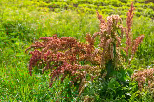Preview: Rumex in the flowering meadow near field. Horse sorrel