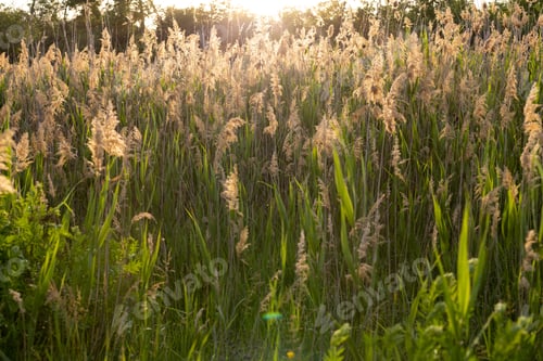 Preview: Dry grass reed grass against the sunset. Spring background